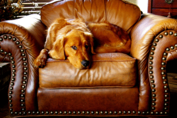 luxury sofa in Bangalore- pet-friendly