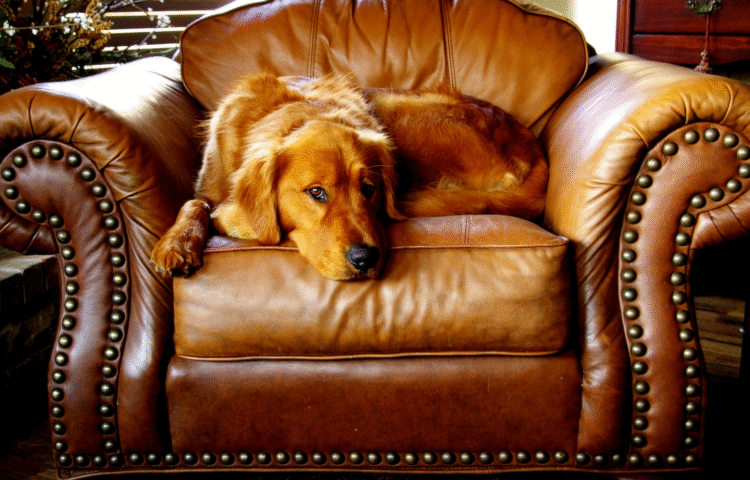 luxury sofa in Bangalore- pet-friendly