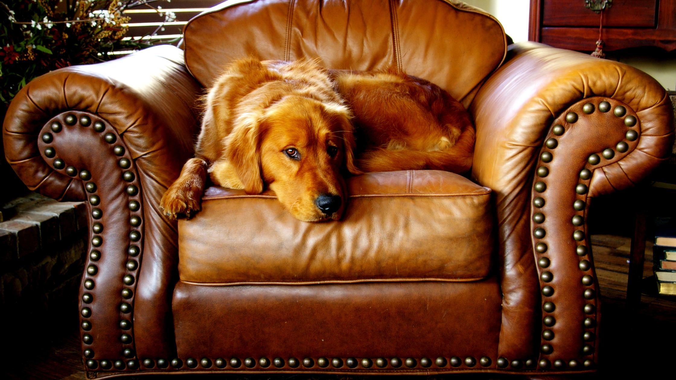 luxury sofa in Bangalore- pet-friendly