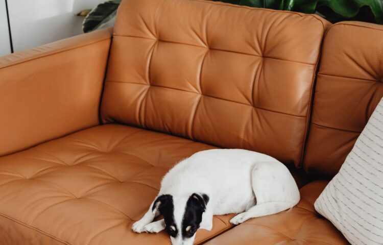 Genuine Leather Sofas in Bangalore