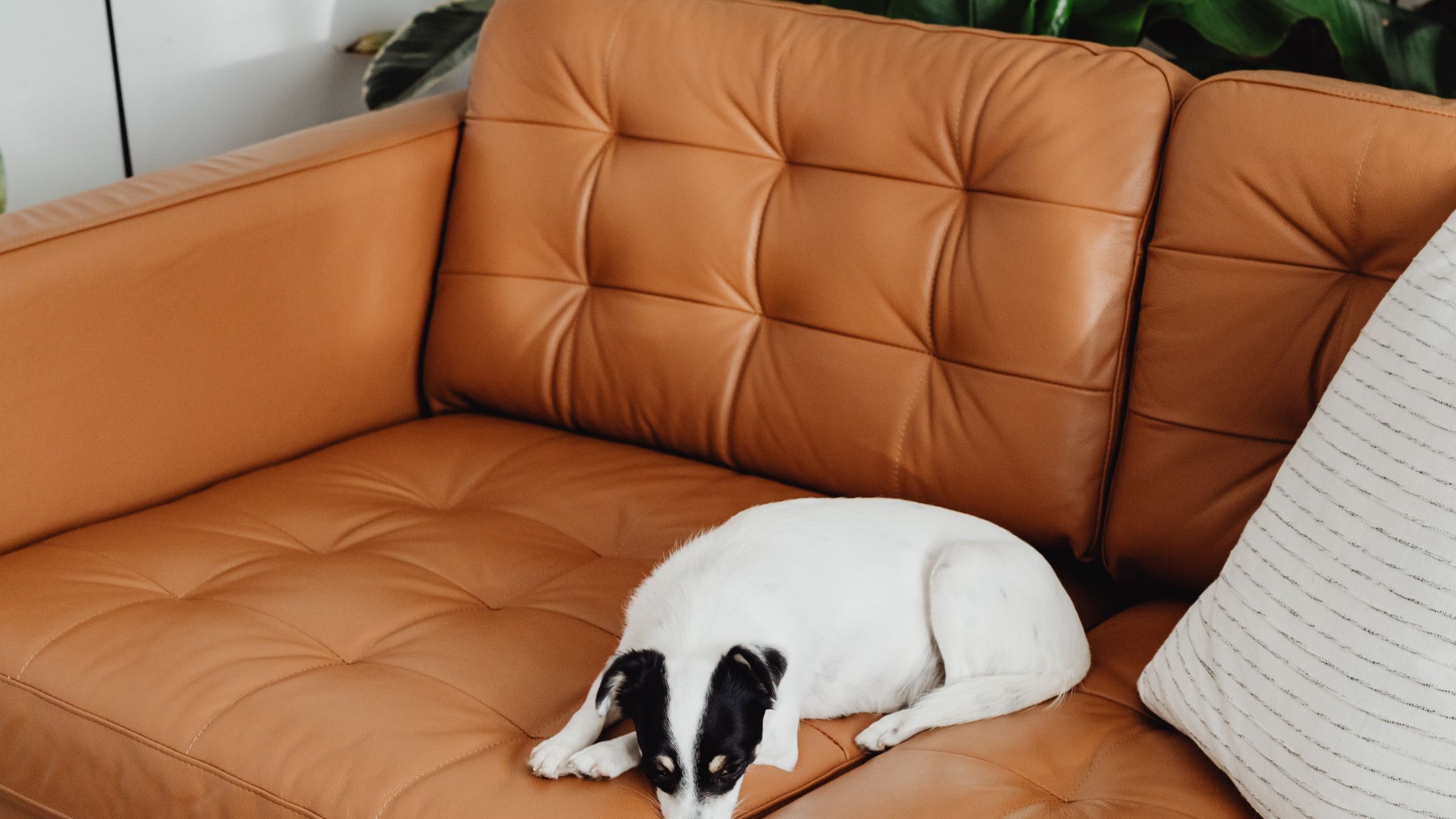 Genuine Leather Sofas in Bangalore